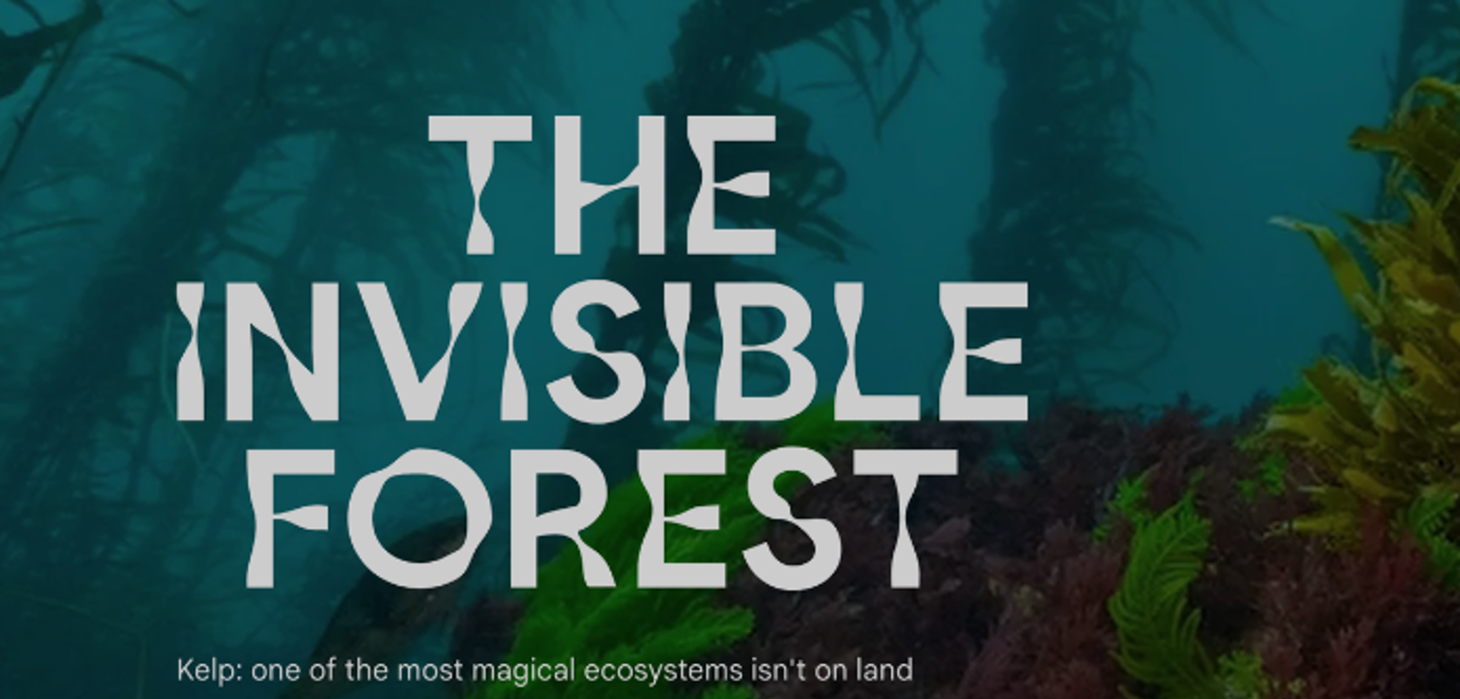 Google uses AI to help restore Tasmania’s kelp forests