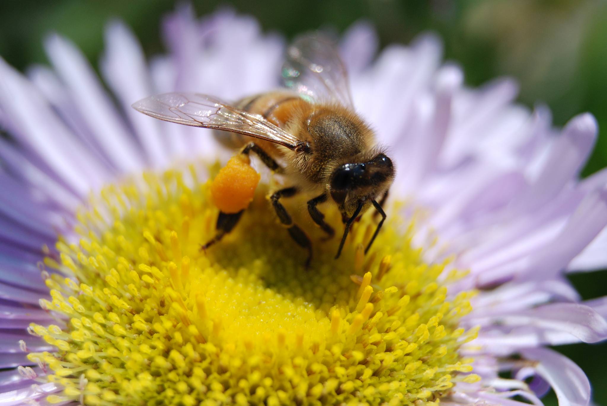 Aldi bans pesticides for the survival of bees