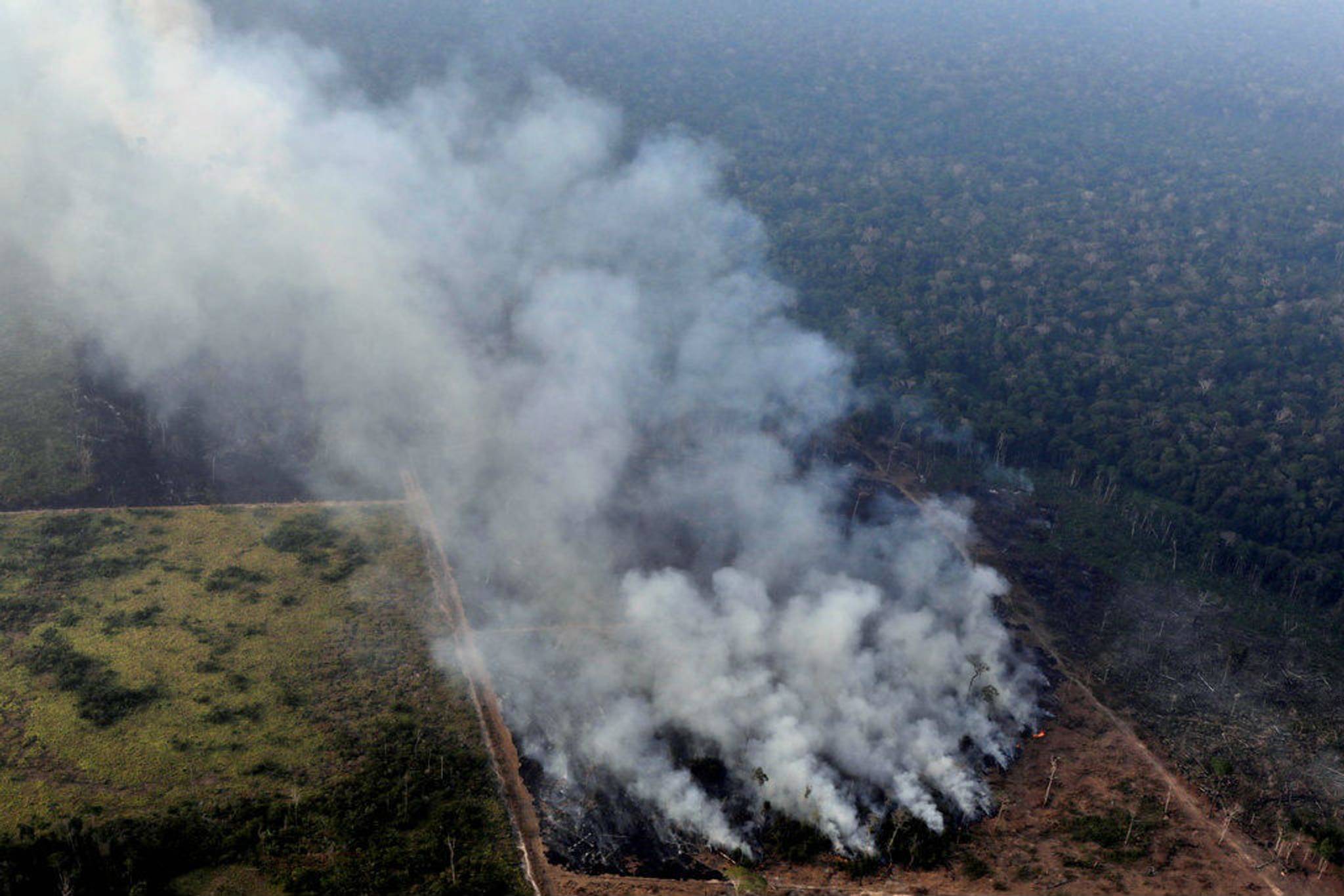 Crowdfunded 'protest forest’ tackles Amazon fires