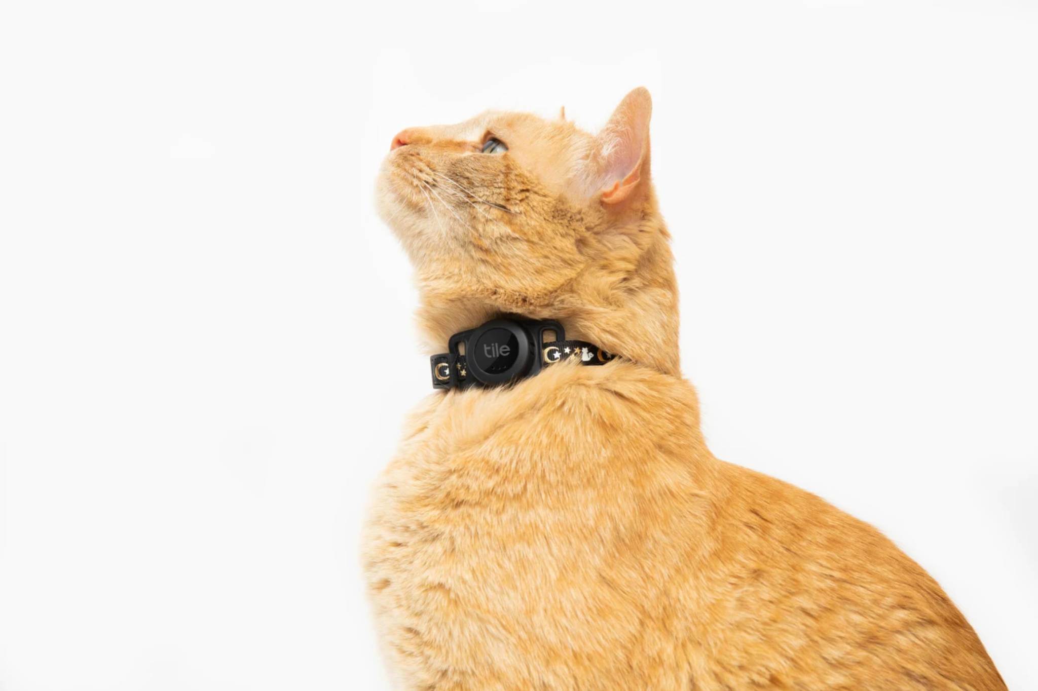 Tile's cat-tracking tag gives pet parents peace of mind