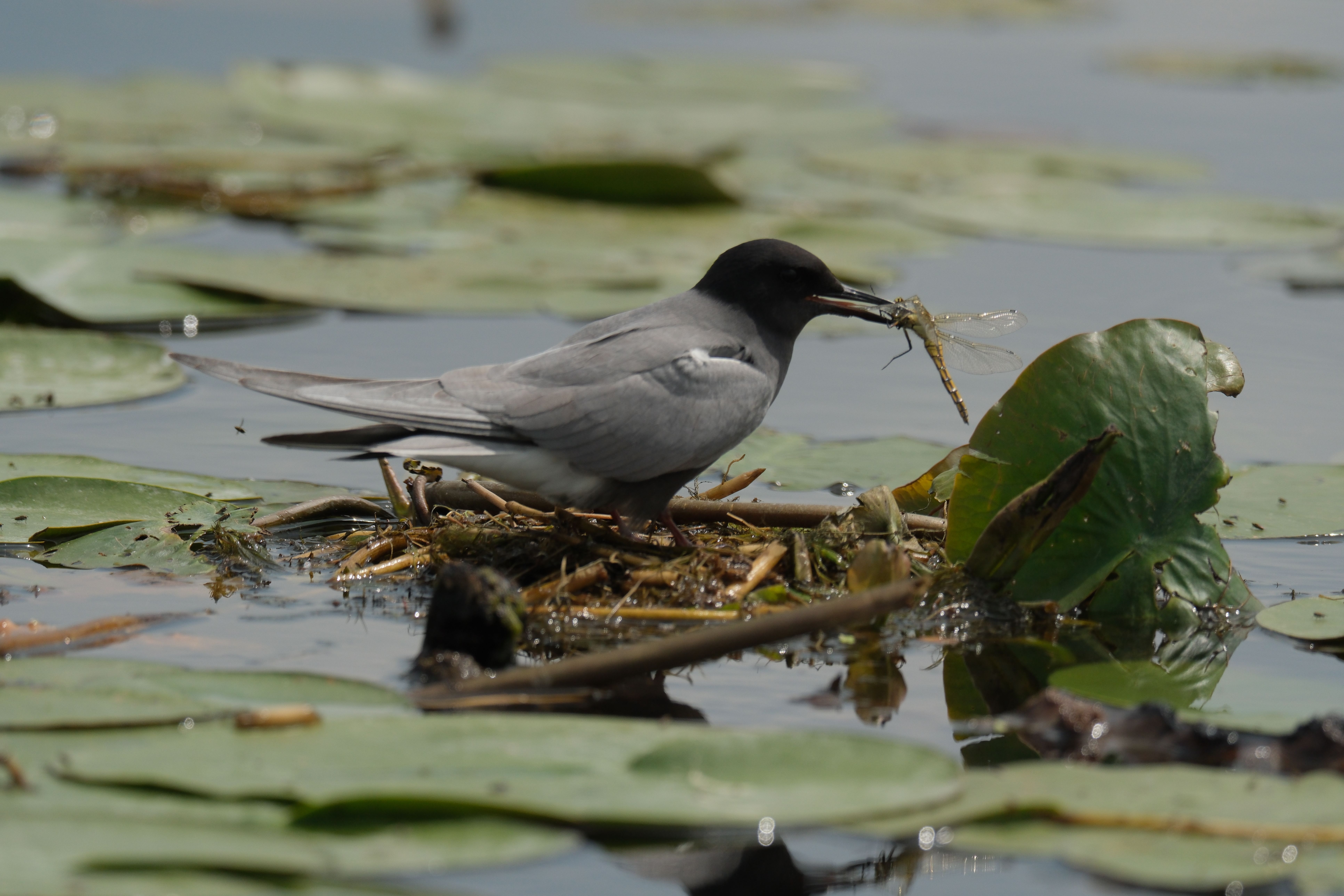 A great egret stands among lily pads in shallow water with a dragonfly caught in its bill.