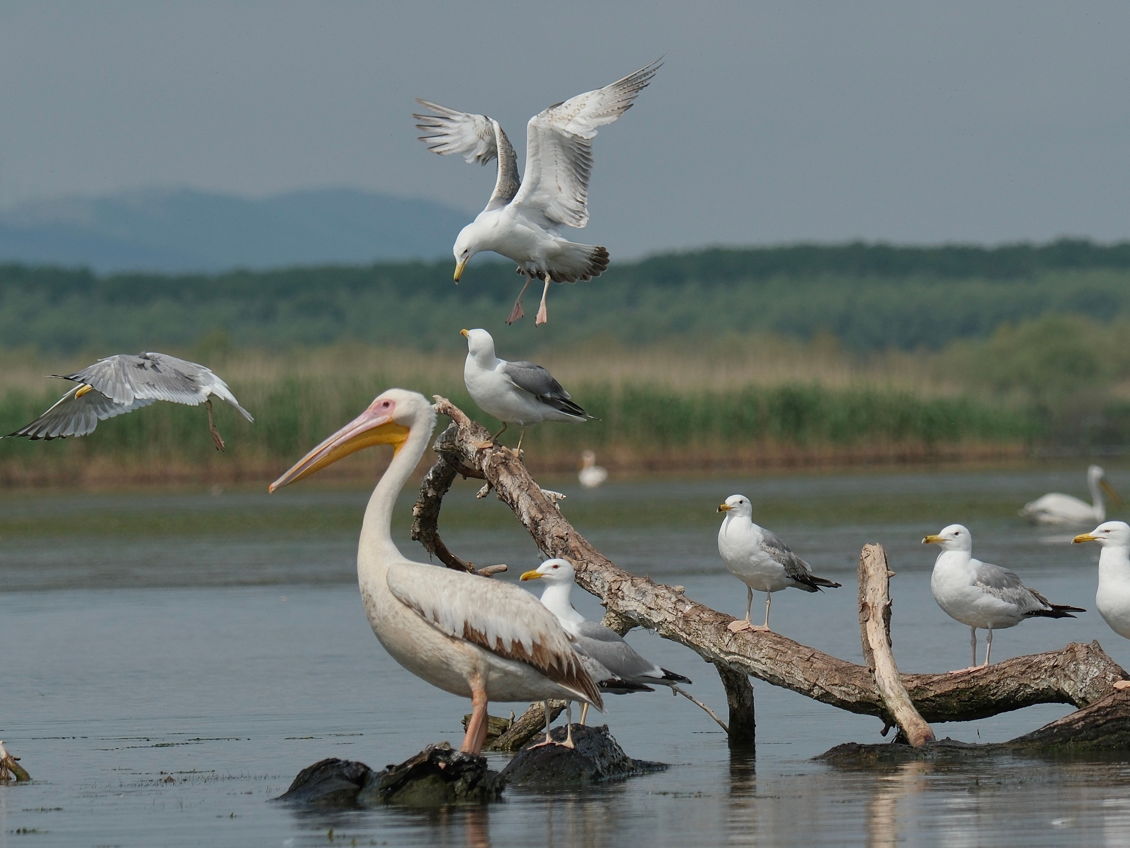 Great white pelican and several gulls gathered on driftwood in shallow water, with one gull descending above them at Lake Kerkini.