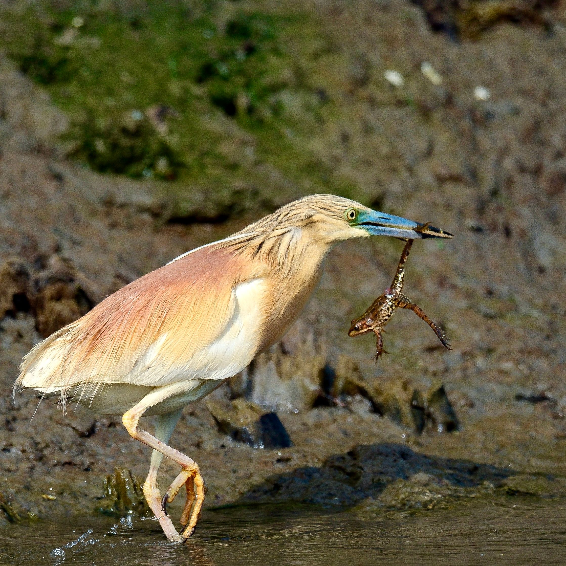 A great egret wades in shallow water with a small frog held in its bill, against a muddy riverside bank.