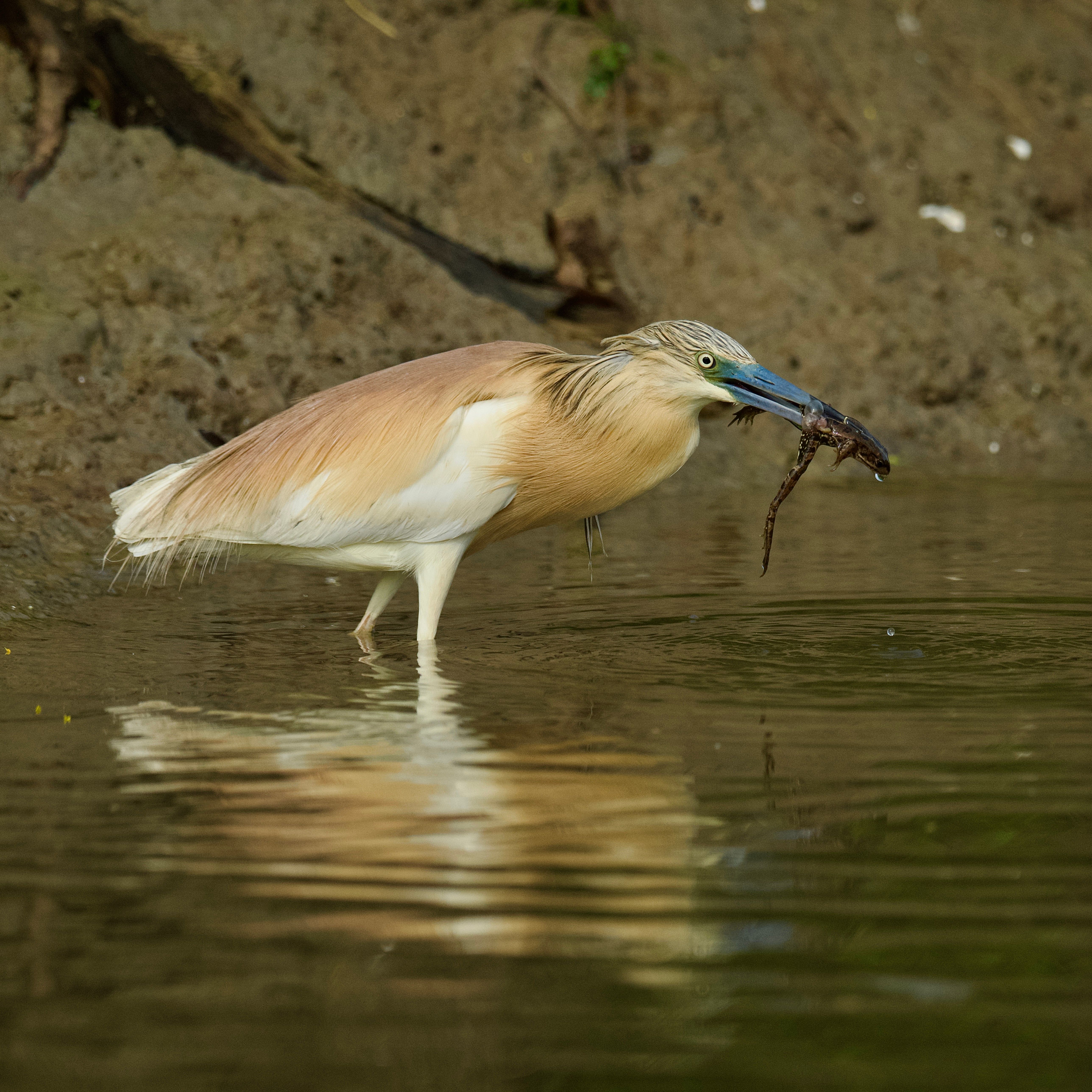 A great egret standing in shallow water with a fish or eel in its bill, beside a muddy bank.