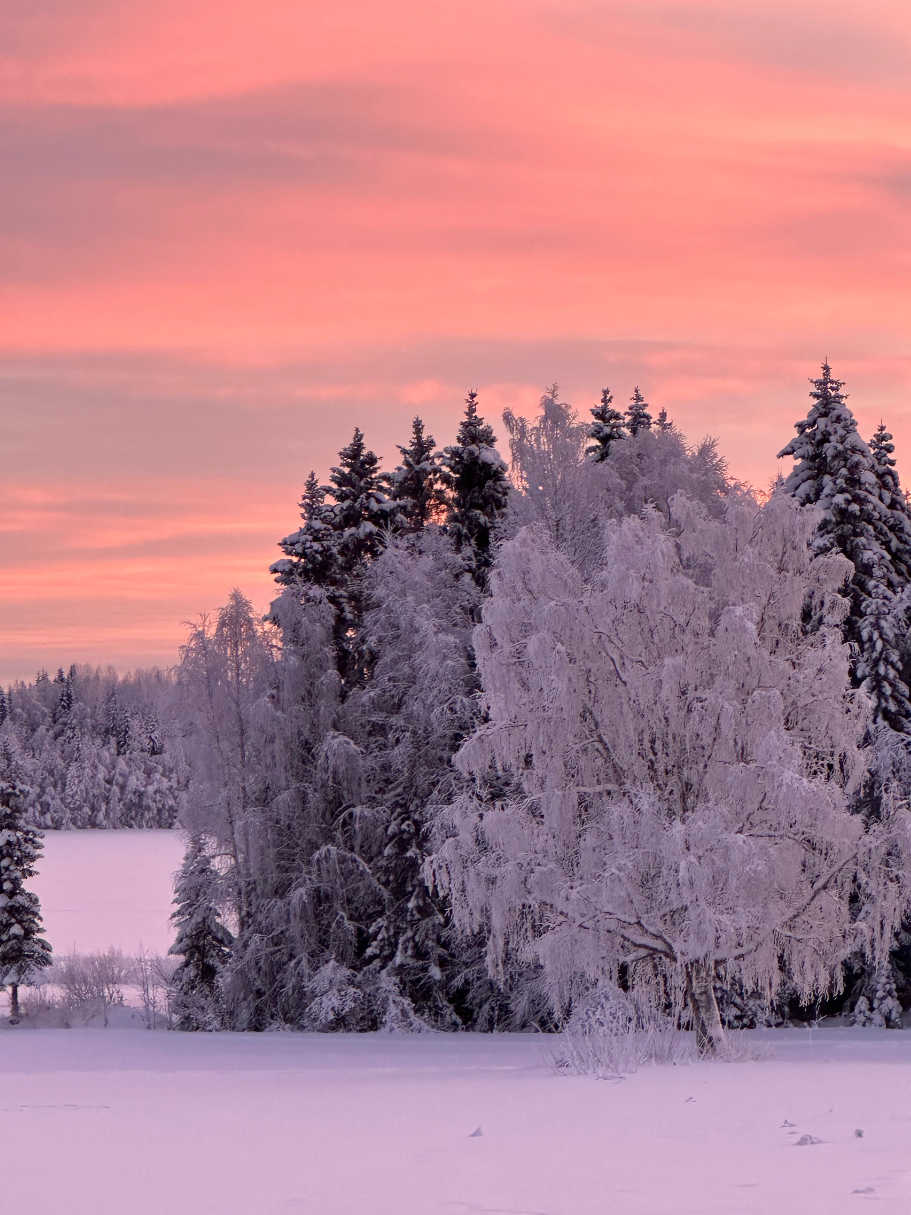 Snow-covered trees beneath a pink winter dawn sky in Finland.