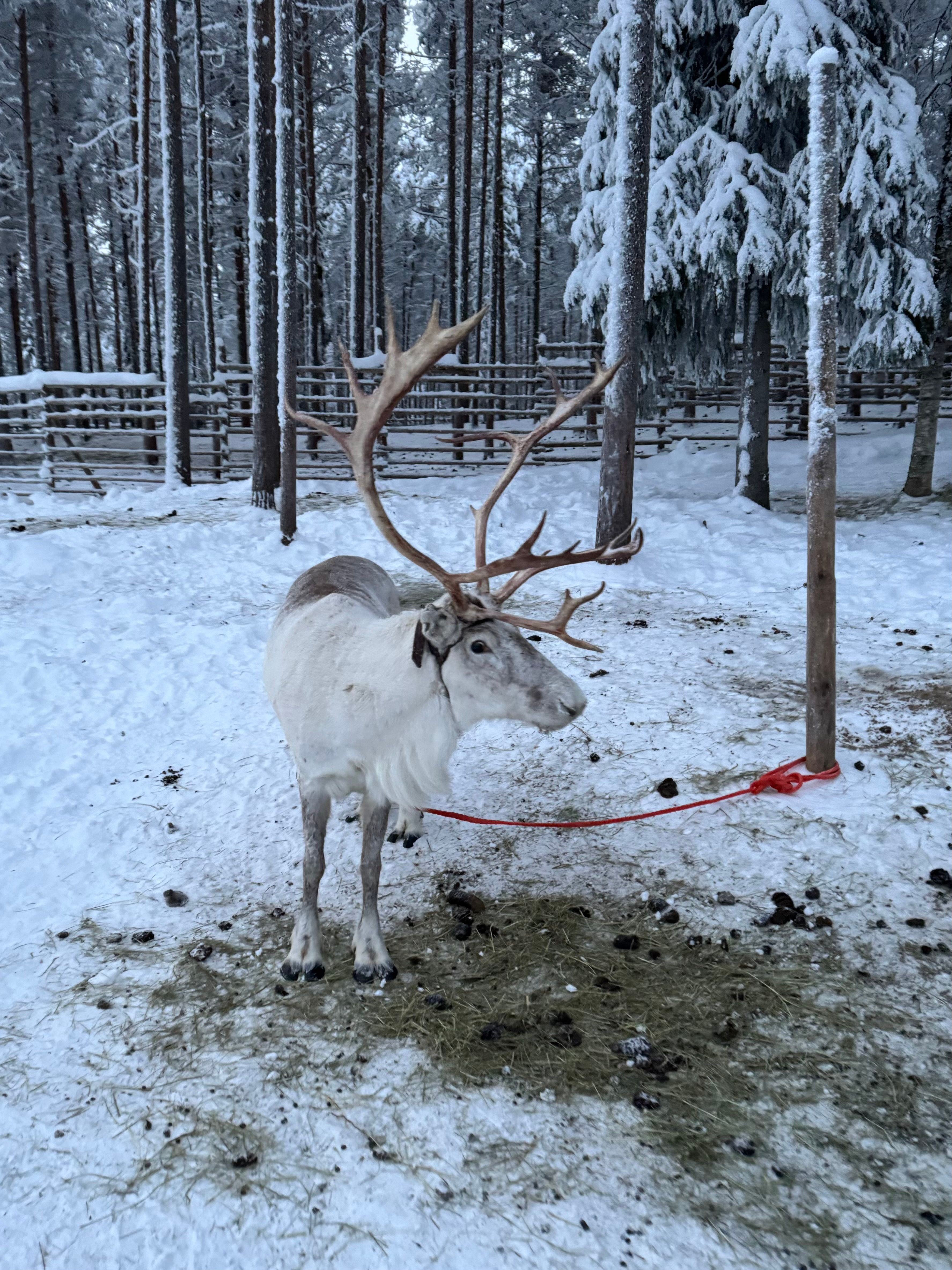 A tethered reindeer with large antlers standing in a snowy fenced enclosure among snow-laden pine trees.