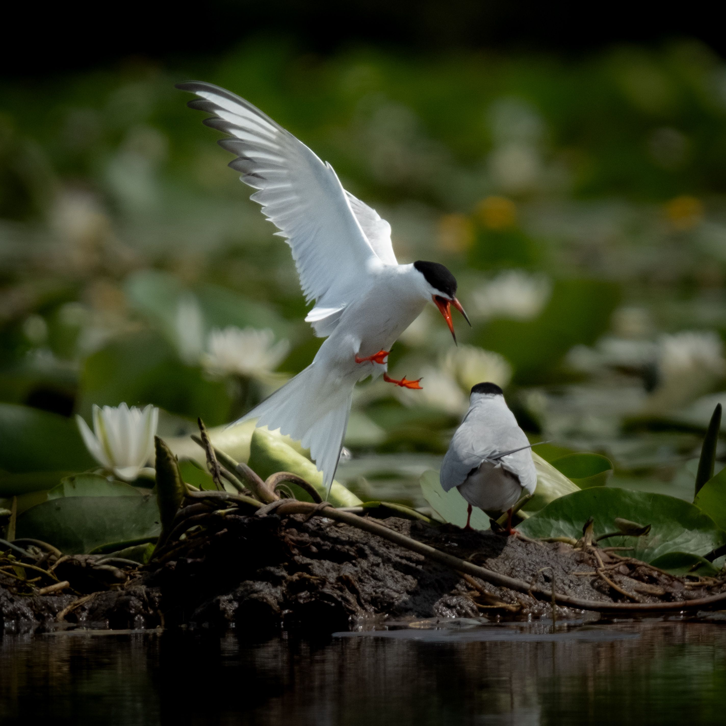Two common terns in a wetland, one lifting off with wings raised and one standing on floating vegetation amid water lilies.