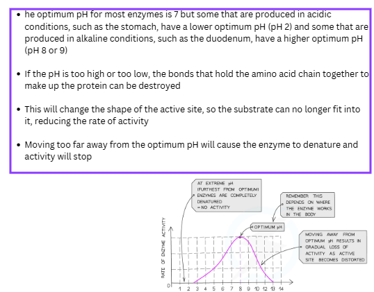 Enzymes  Fayzer