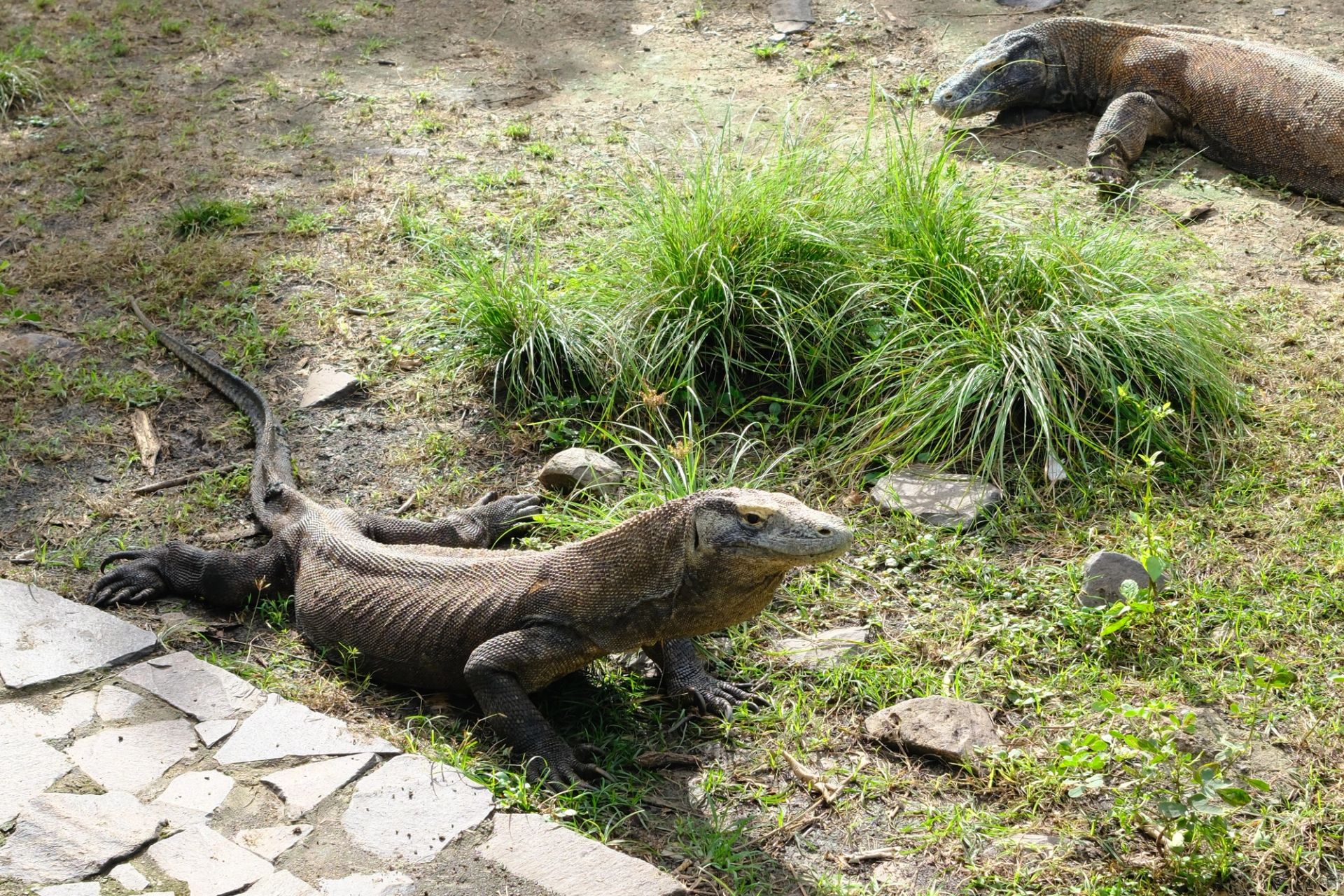 Three Days on a Phinisi: Komodo National Park by Boat photo 4