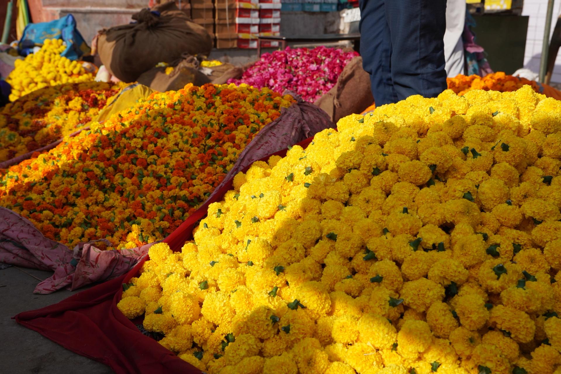 A Morning in Jaipur: From the Flower Market to the Amber Fort