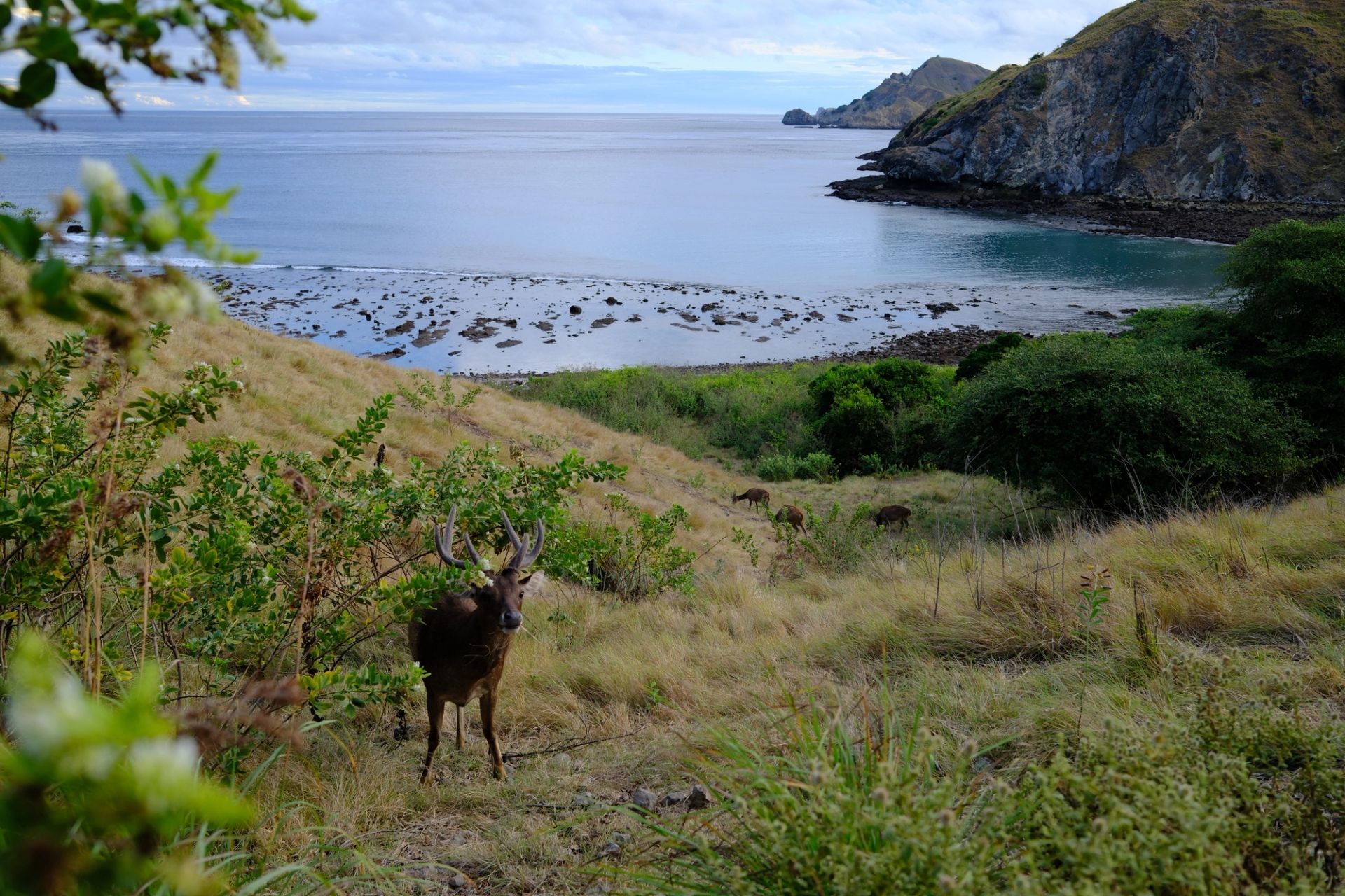 Three Days on a Phinisi: Komodo National Park by Boat