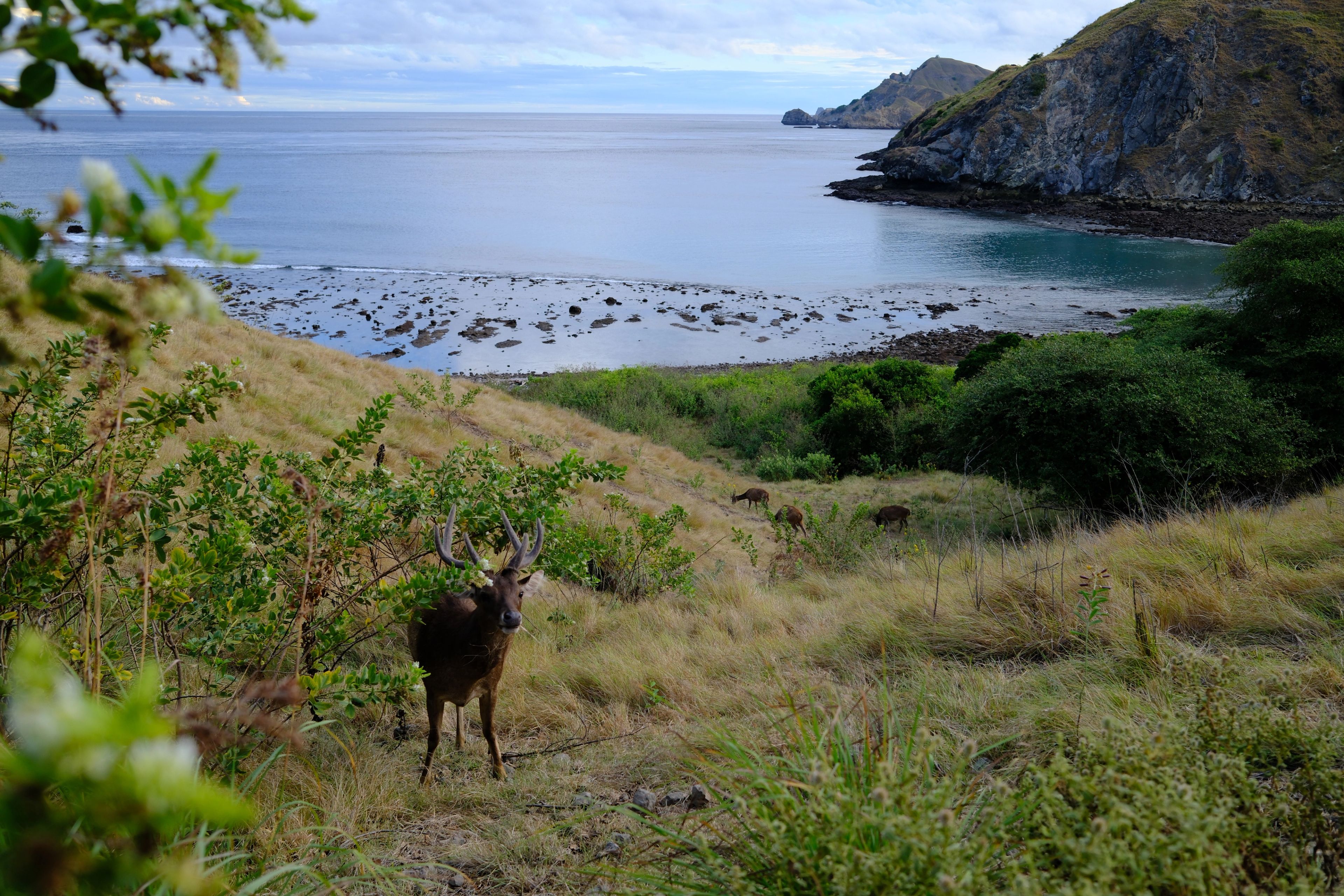 Three Days on a Phinisi: Komodo National Park by Boat