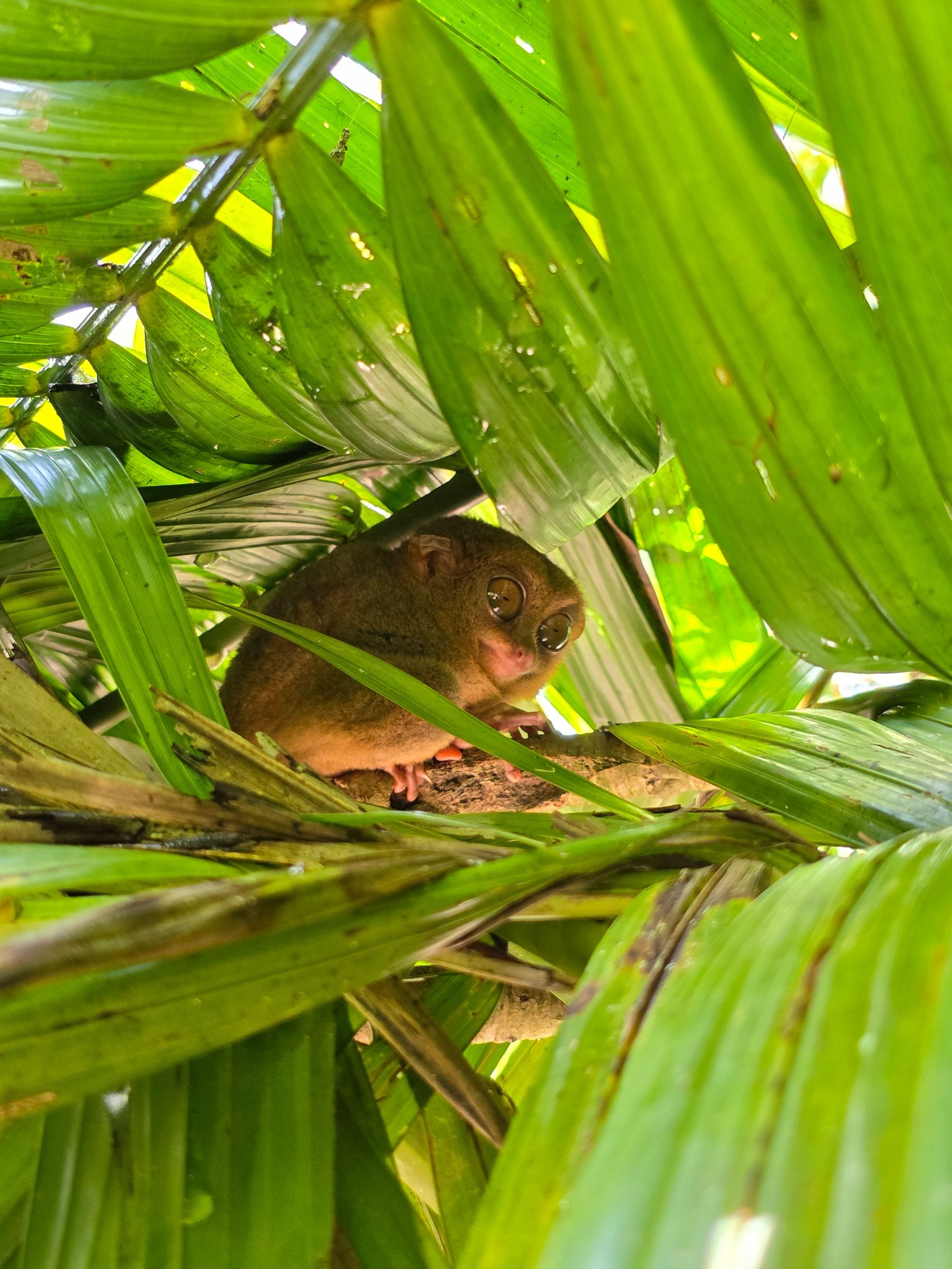 Tarsier