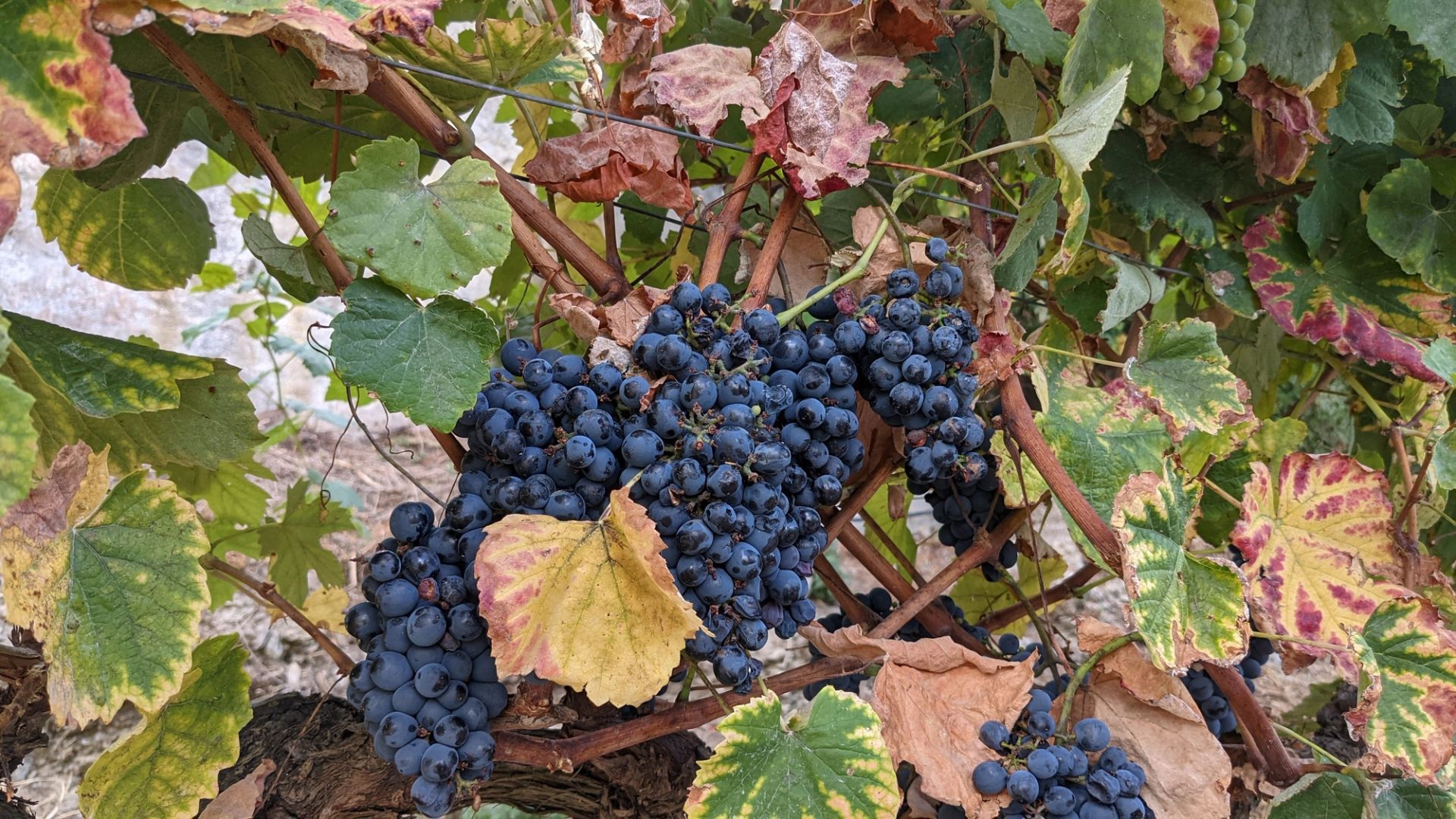 Wine Grapes