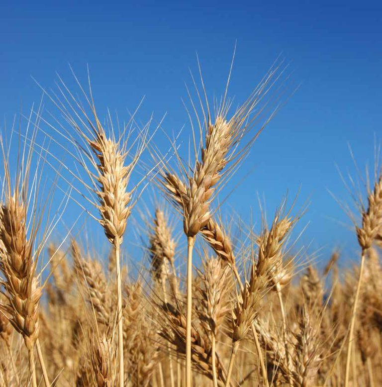 Gains in Grains Is Australia producing the most profitable quality of