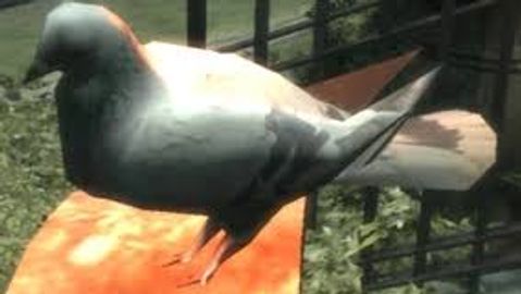 GTA 4 pigeons