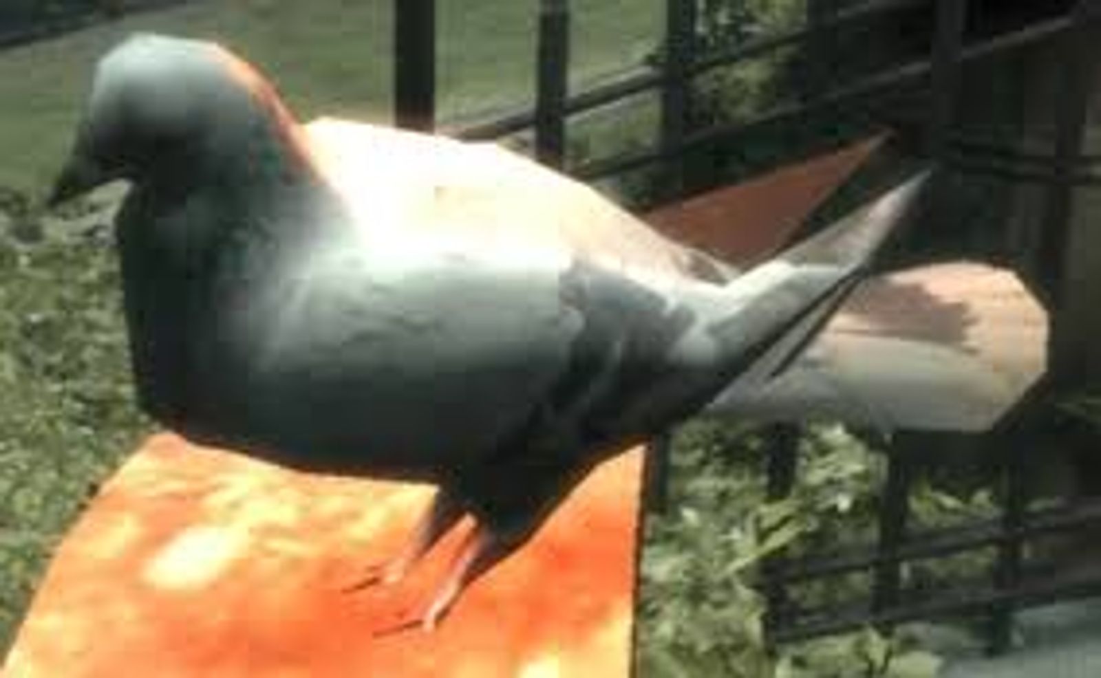 GTA 4 pigeons