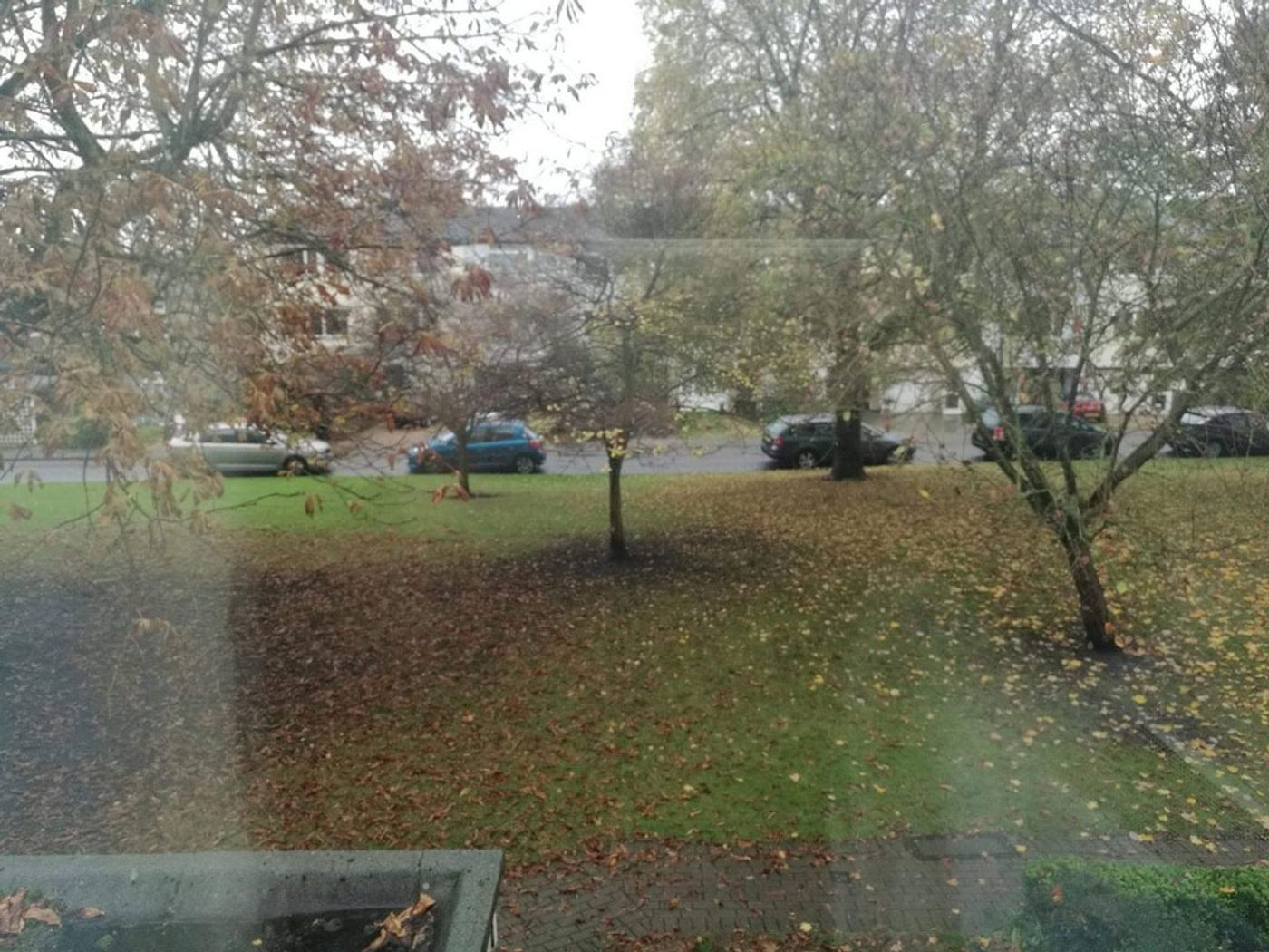 An autumn view through a window of a wet green garden, fallen leaves, trees and parked cars