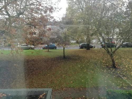 An autumn view through a window of a wet green garden, fallen leaves, trees and parked cars