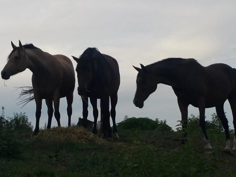 Paarden in de wei bij avondlicht