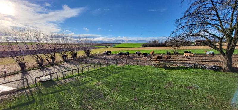 De Limburgse weilanden met paarden