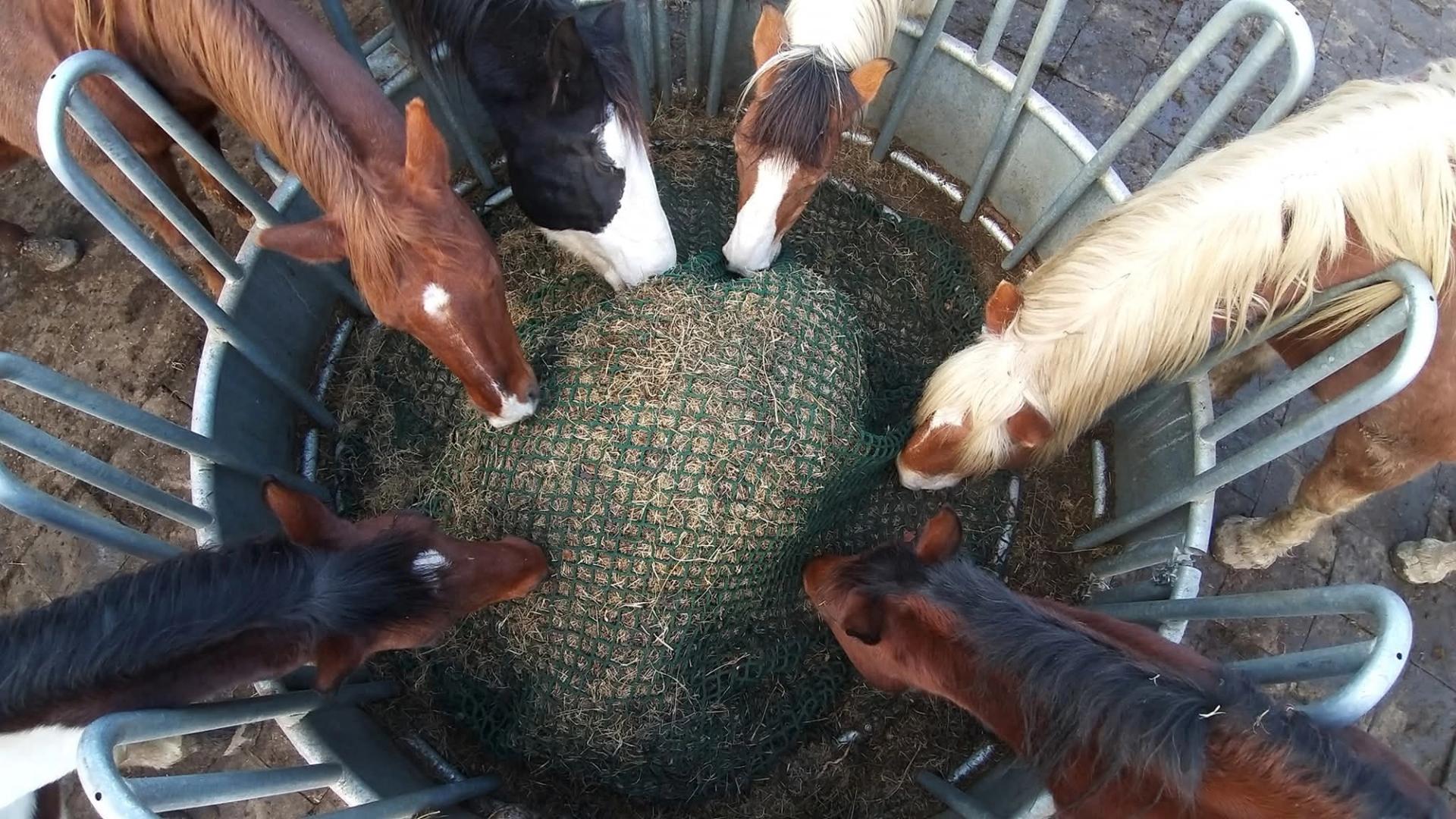 Wonen zoals een paard wil wonen