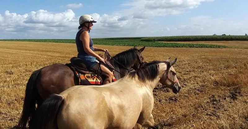 Een middag tussen de paarden
