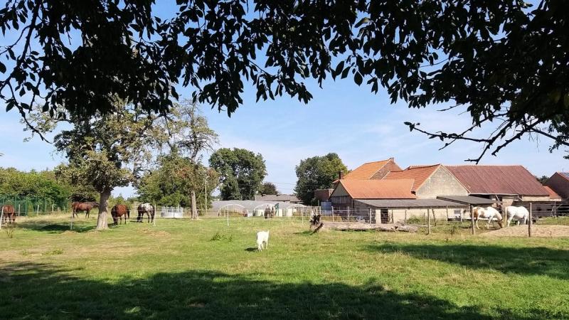 Leren van paarden