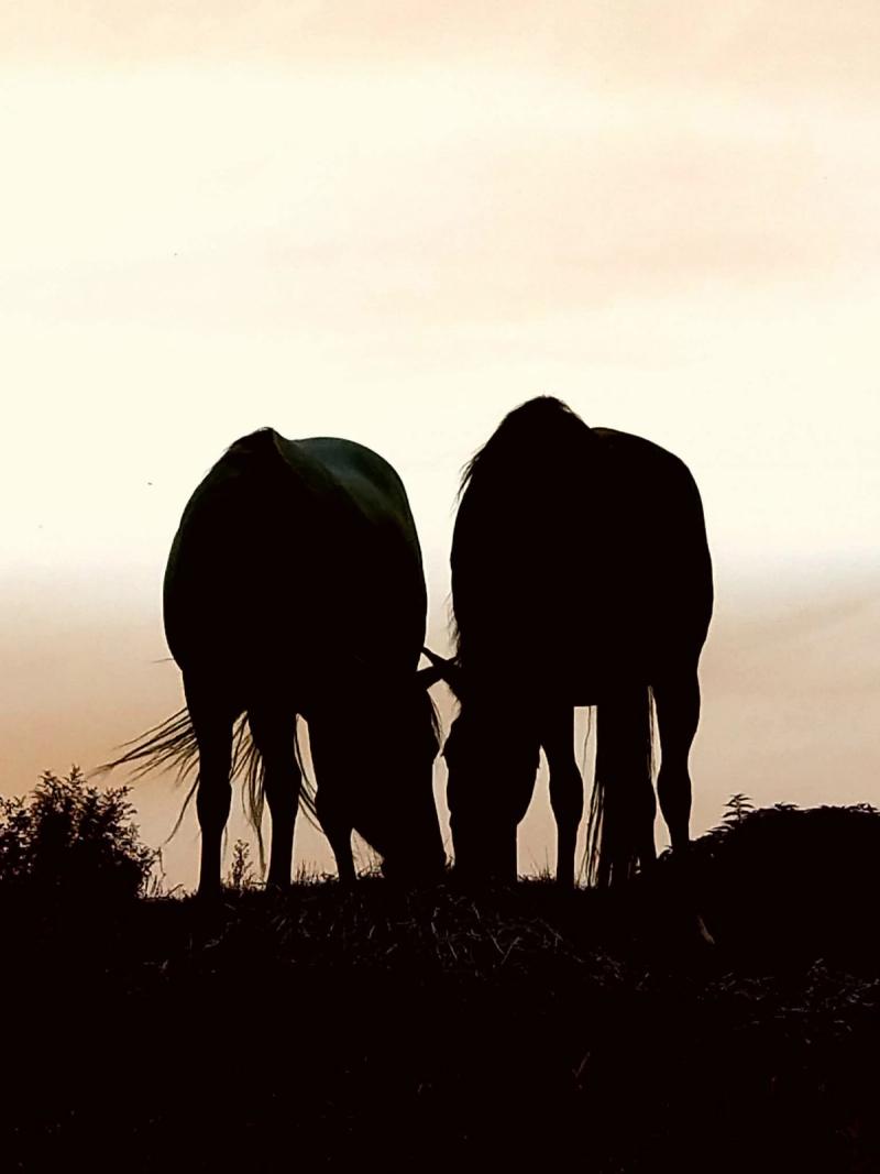 Onze paarden