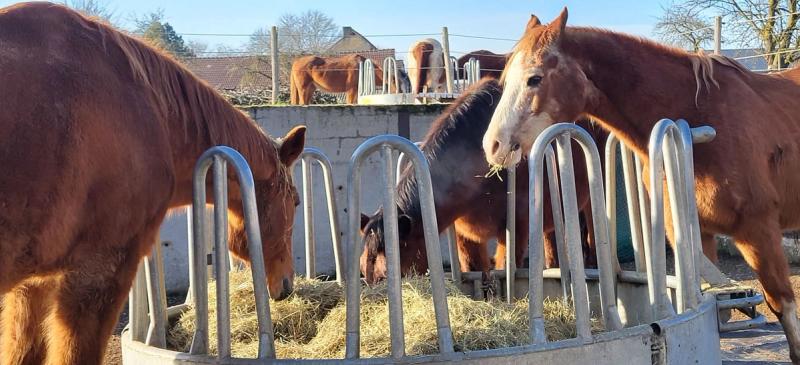Paarden bij het hooi