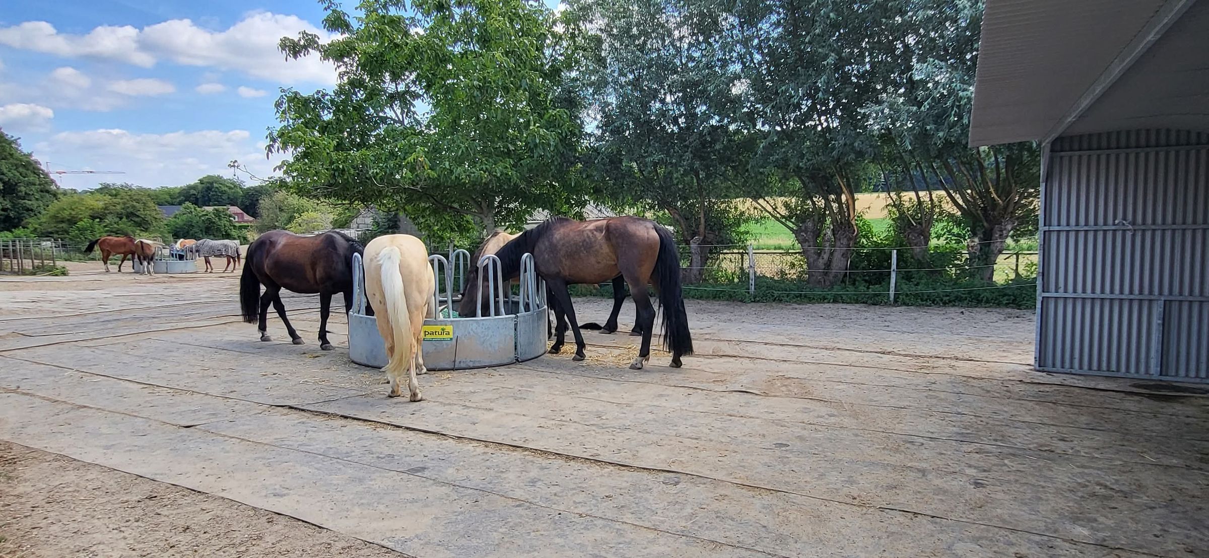 Hier mag een paard gewoon zichzelf zijn.