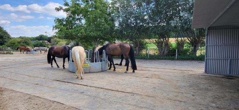 De paddock met de kudde rond de hooiruif