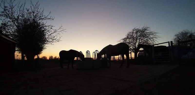 De paarden in het late avondlicht