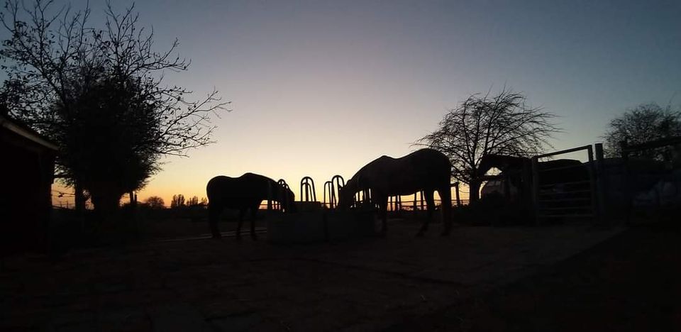 De mensen achter de paarden