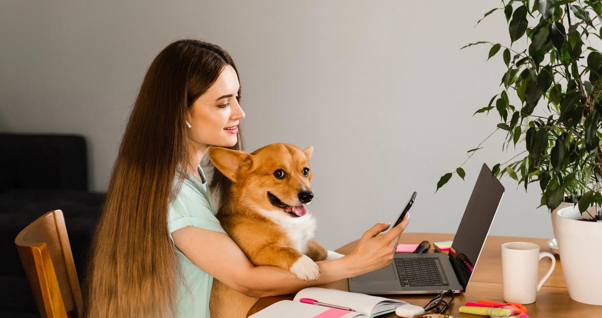 pet sitter software