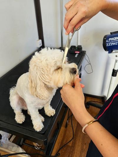 a person is cutting a small white dog 's hair with a pair of scissors