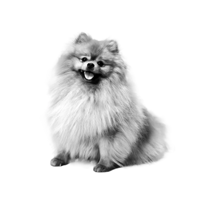 Pomeranian grooming appointment software
