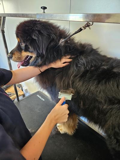 a person is grooming a large black dog with a brush .