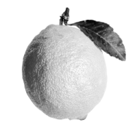 Lemonade stand ordering system