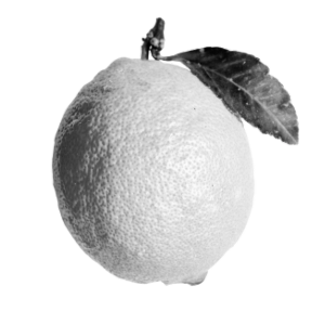 Lemonade stand ordering system