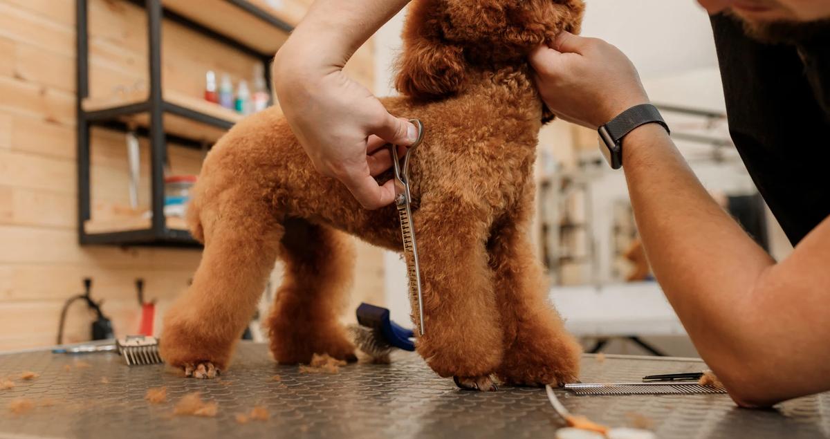 pet grooming software