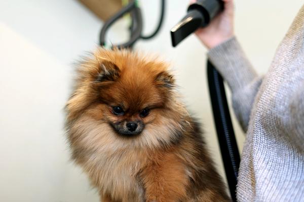 Pomeranian dog receiving a blow-dry