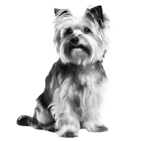 peluquería de animales