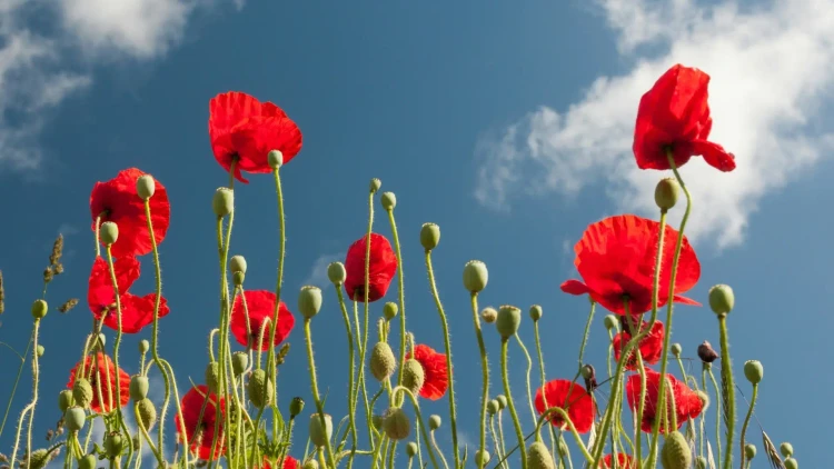 Bright red poppies reaching up against a blue sky with soft white clouds, used as a symbolic ANZAC Day header image for a blog about what ANZAC Day means in New Zealand. The image reflects remembrance, reflection, war memorial symbolism, and the red poppy tradition connected to ANZAC Day commemorations, dawn services, and honouring Australian and New Zealand service personnel on 25 April.