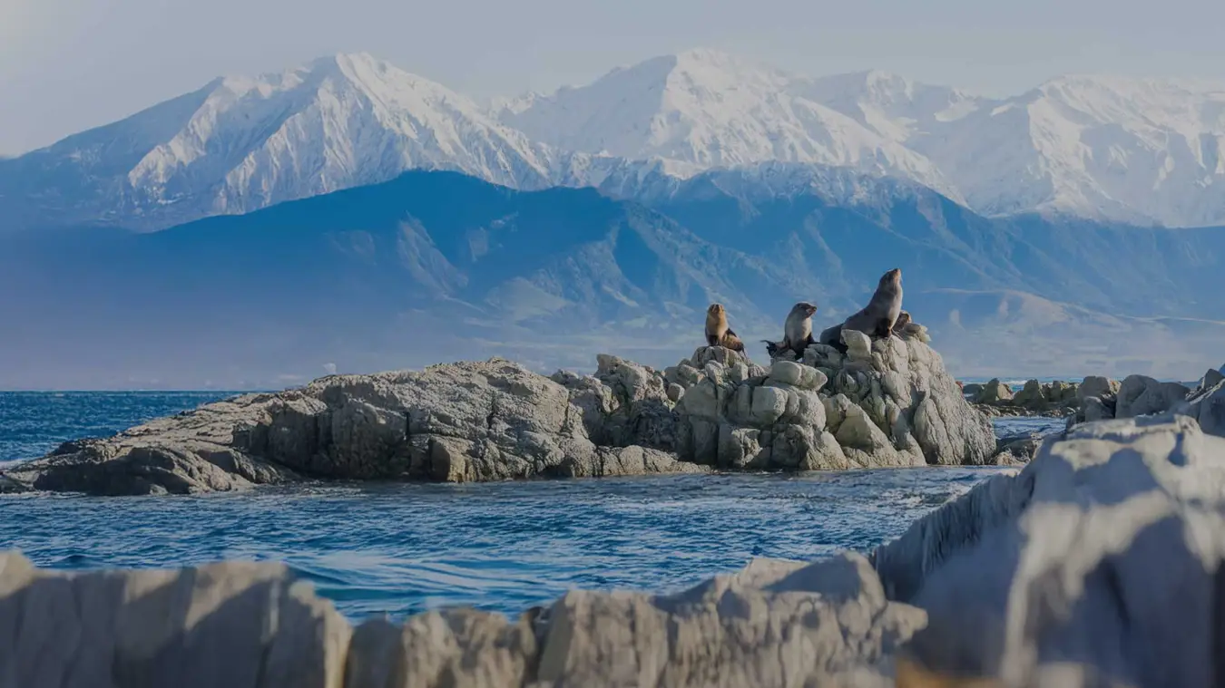 Group of seals on some rocks in Kaikoura