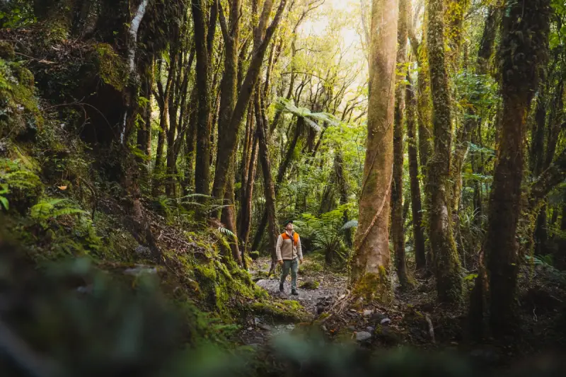 A guy standing in the forest