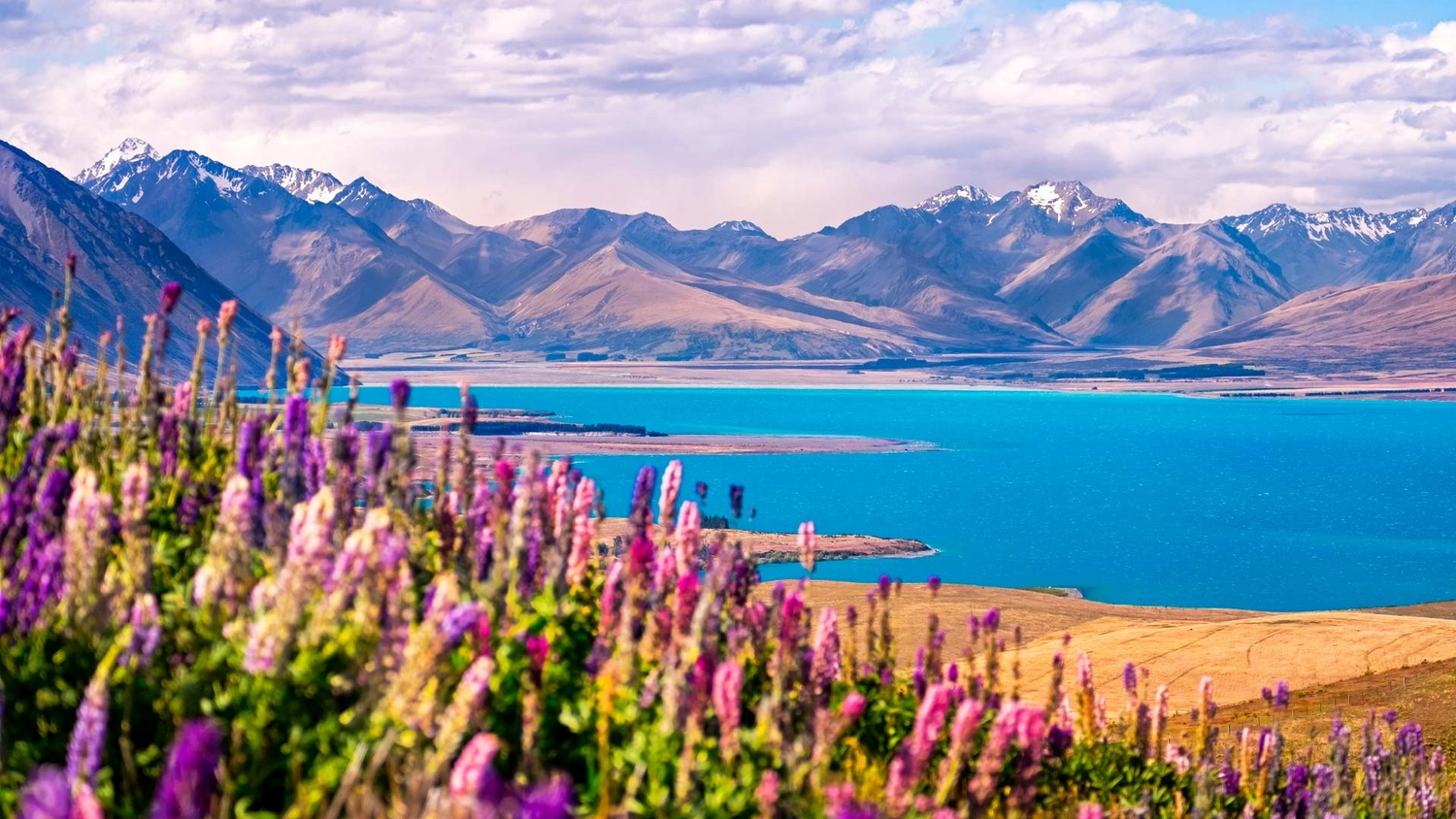 Lake Tekapo with lupin flowers in the foreground
