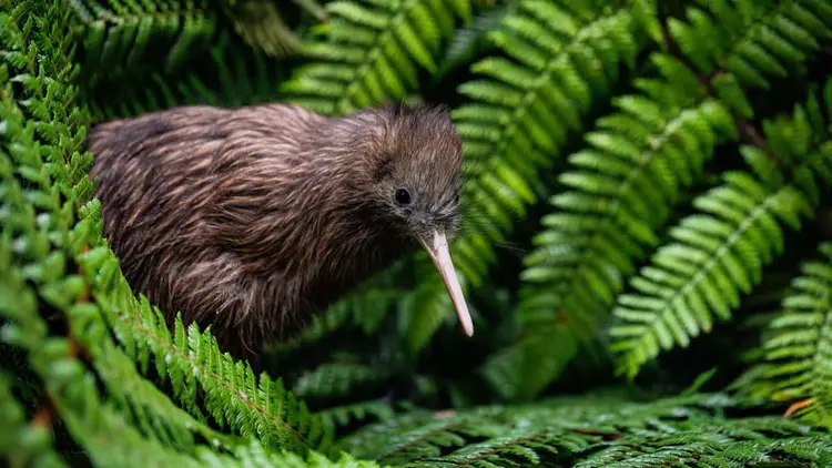 Kiwi bird at Te Puia