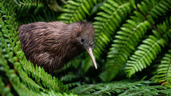 Kiwi bird in the wild