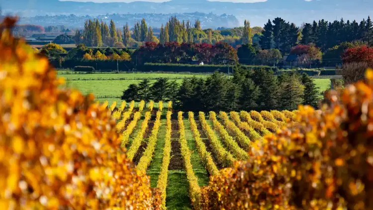 Hawke's Bay vineyard